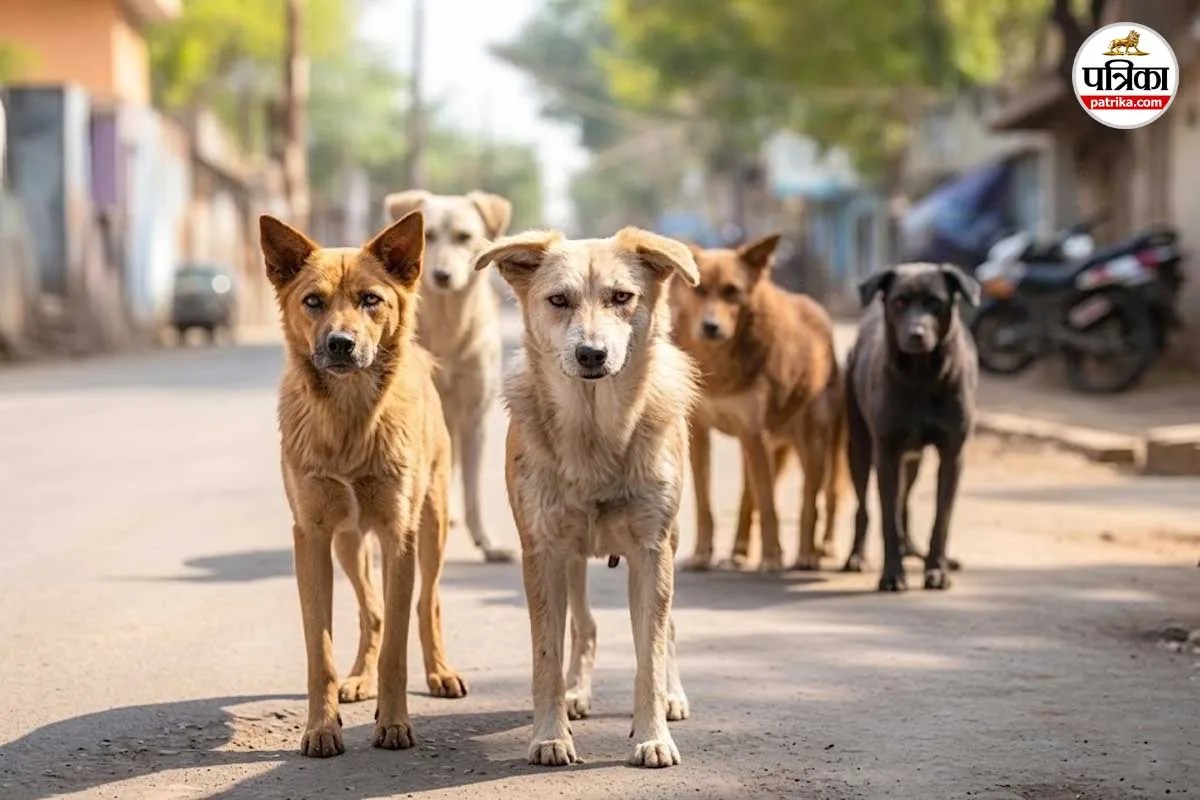 संभल में आवारा कुत्तों-बंदरों का आतंक, भीषण गर्मी से जानवर हुए आक्रामक; 20 दिन में 165 लोग अस्पताल पहुंचे