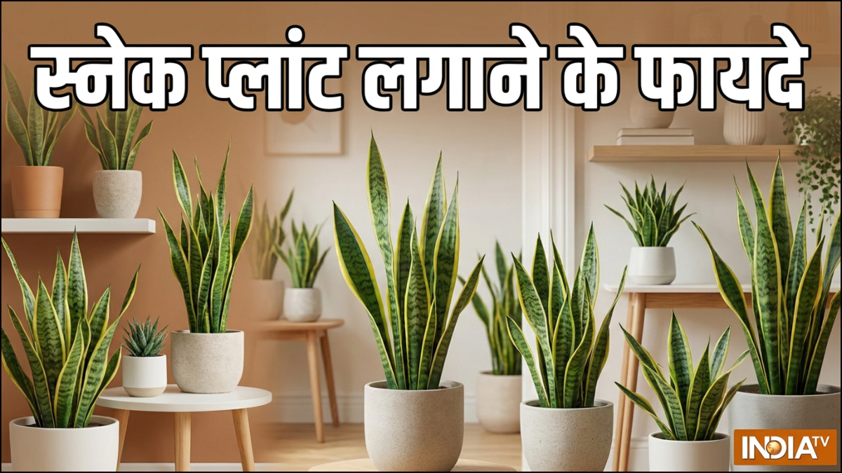 स्नेक प्लांट लगाने के फायदे, घर के अंदर या बाहर कहां लगाएं?