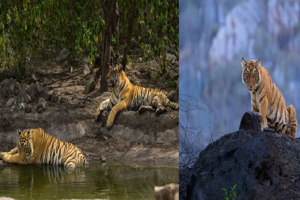 सरिस्का की ‘जान’ दो बाघिन, इनकी अठखेलियां पर्यटकों को लुभा रही