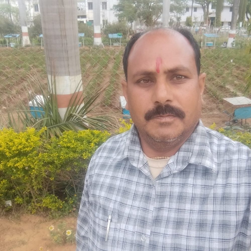 प्रगतिशील किसान:कोरिया के किसान ने किया 3 सीजन की फसलों का प्रबंधन, बढ़ी कमाई, धान के बाद गेहूं-सरसों और अब उड़द की खेती; सालभर बंपर पैदावार