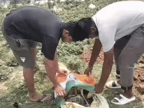 भिवानी में करंट लगने से राष्ट्रीय पक्षी मोर की मौत:बिजली के तारों में उलझा, तिरंगे में लिपेटकर दी मिट्‌टी