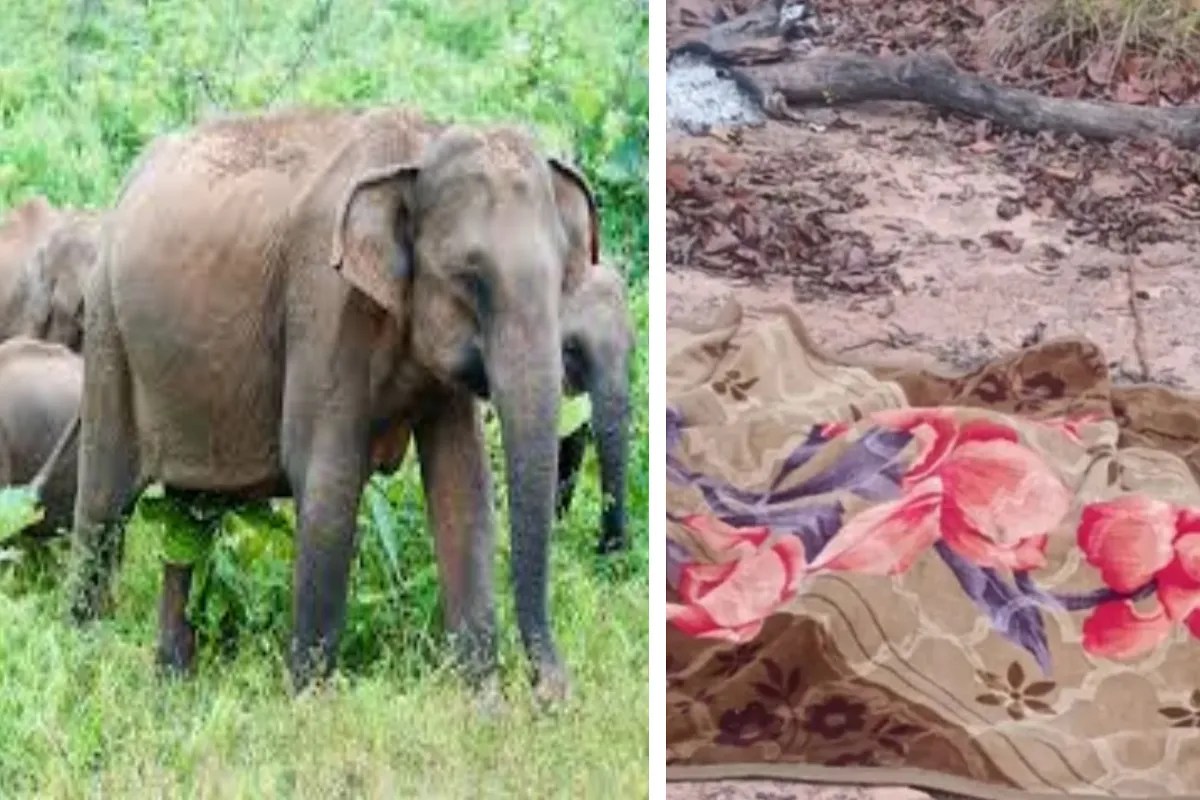 Elephants killed 2 Man: गुरु घासीदास तमोर पिंगला टाइगर रिजर्व में हाथियों ने 2 युवकों को कुचलकर मार डाला, सडक़ किनारे सो रहे थे दोनों