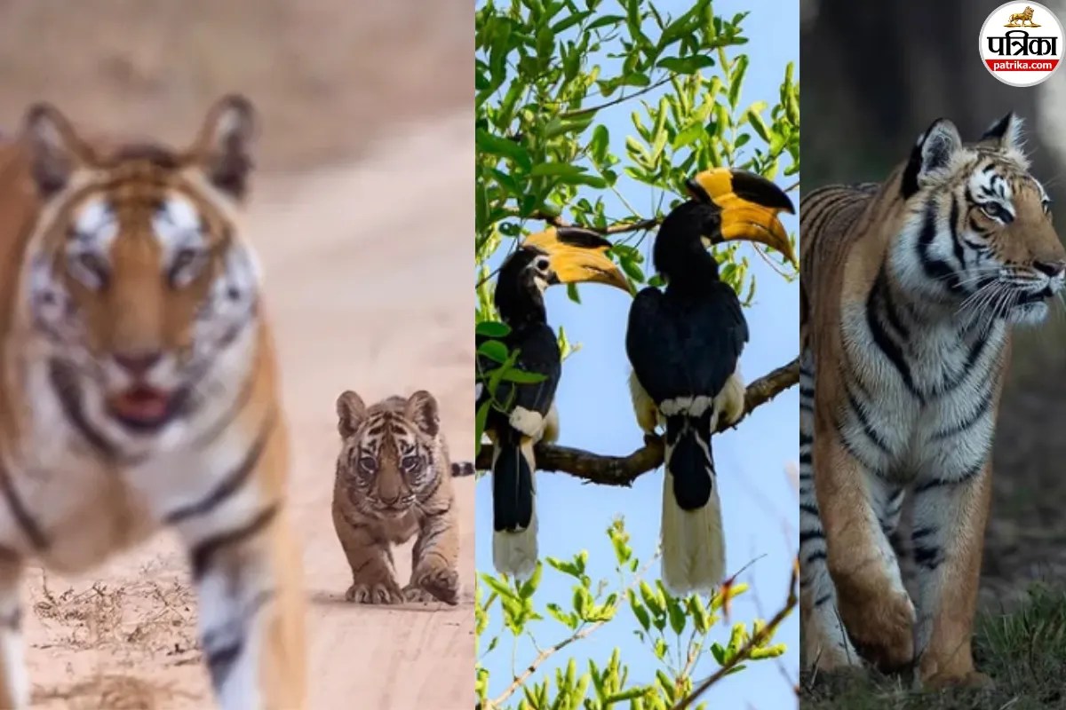 Monsoon Travel Tips: Jim Corbett से Ranthambore तक, बारिश में क्यों बंद हो जाते हैं टाइगर रिजर्व और सफारी पार्क