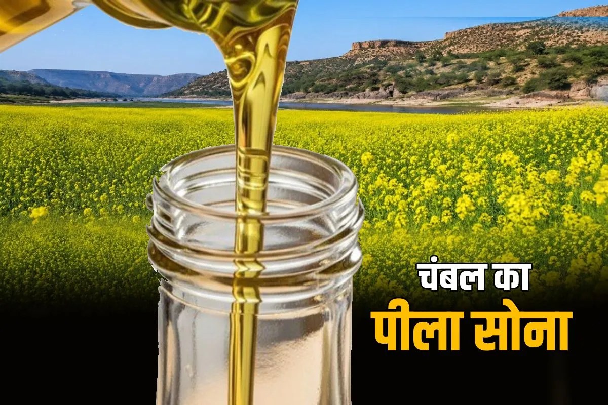 विदेशी खाद्य तेल महंगे हुए तो मुरैना के सरसों तेल ने संभाली देश की रसोई, बांग्लादेश से आए बंपर ऑर्डर!