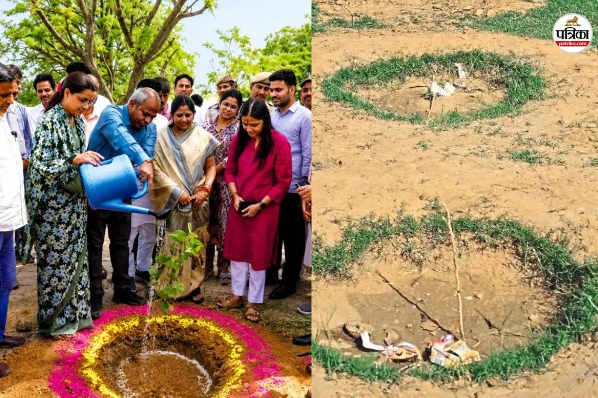 दौसा में प्रभारी सचिव के लगाए पौधों को खा गई बकरियां, सरकारी पौधरोपण कार्यक्रम की खुली पोल