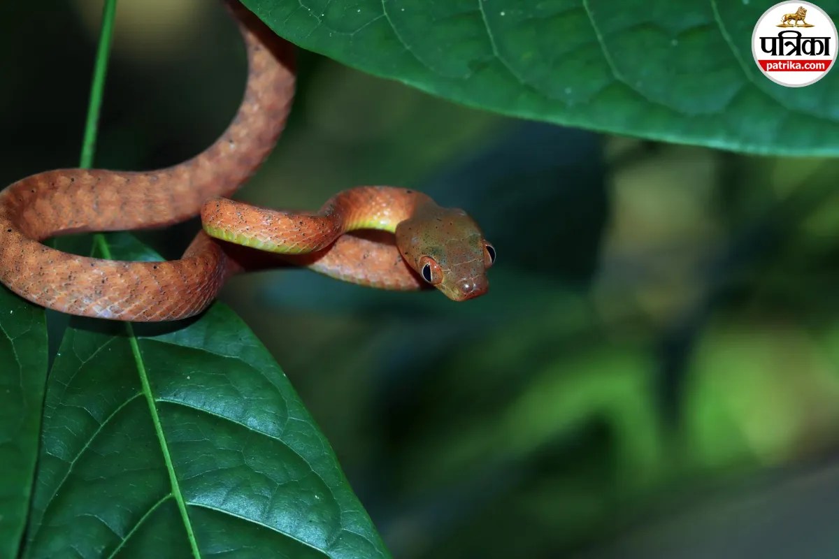 Snakebite Envenoming: सांप का जहर शरीर में चला जाए तो क्या करना सही होता है, WHO की गाइडलाइन से समझें