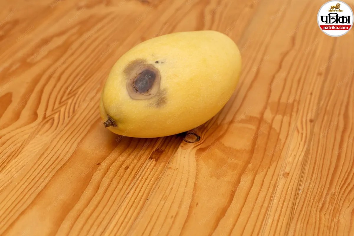 Worm Infested Mango: गुजरात में FSSAI ने कीड़े लगे आम जब्त किए, जानें खराब फलों के जूस को पीने के बाद क्या दिक्कतें हो सकती हैं