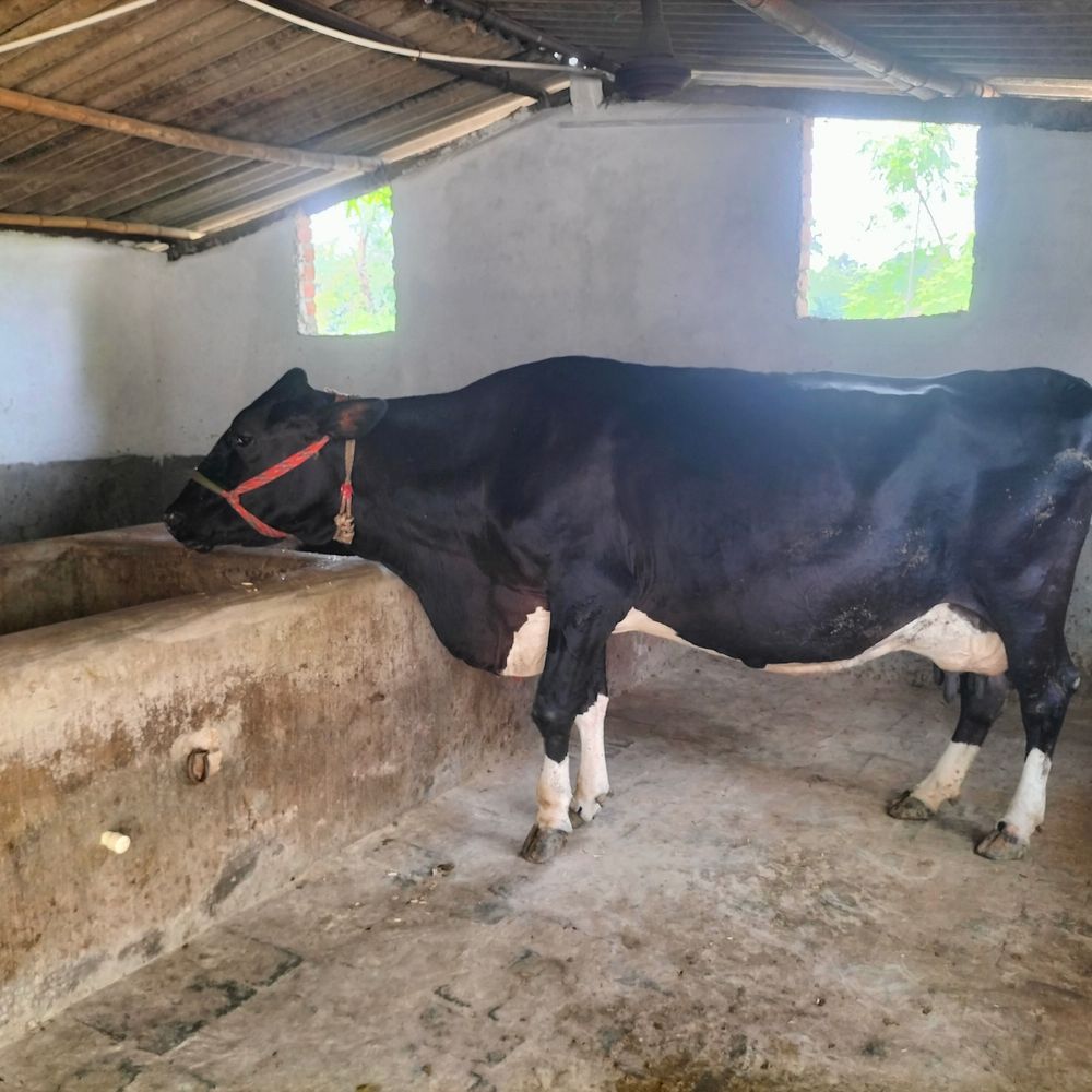 बढ़ती गर्मी से पशुओं की सेहत पर खतरा:पशु चिकित्सक ने कहा- मवेशियों को सामान्य दिनों से अधिक पानी की आवश्यकता