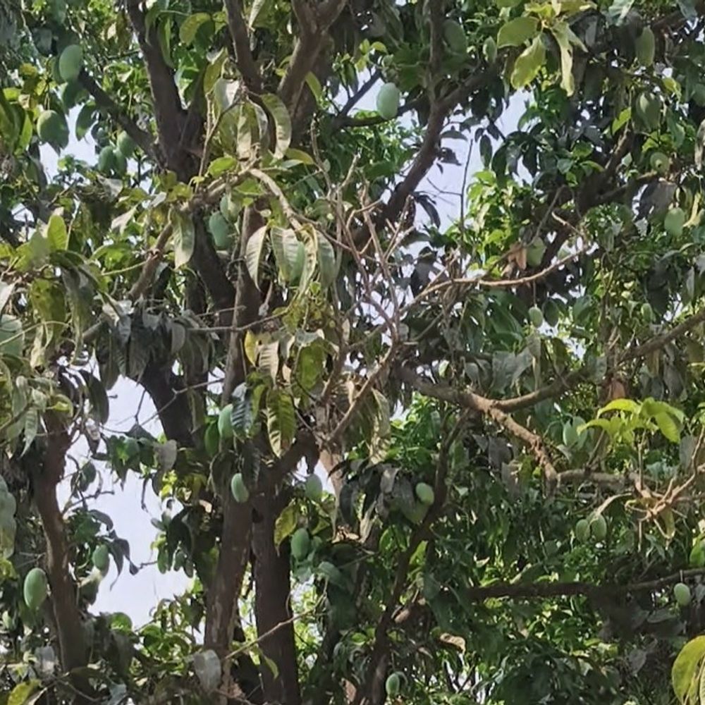 श्रावस्ती में कई बागान मे आम की पैदावार घटी:बागान ठेकेदारों को होगा नुकसान, बाजार में बढ़ सकते हैं दाम, ठेकेदारों की बढ़ी चिंता