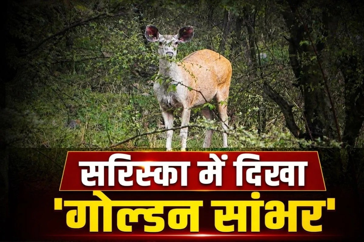 Sariska News: सरिस्का में दिखा दुर्लभ ‘गोल्डन सांभर’, तस्वीरें सोशल मीडिया पर वायरल