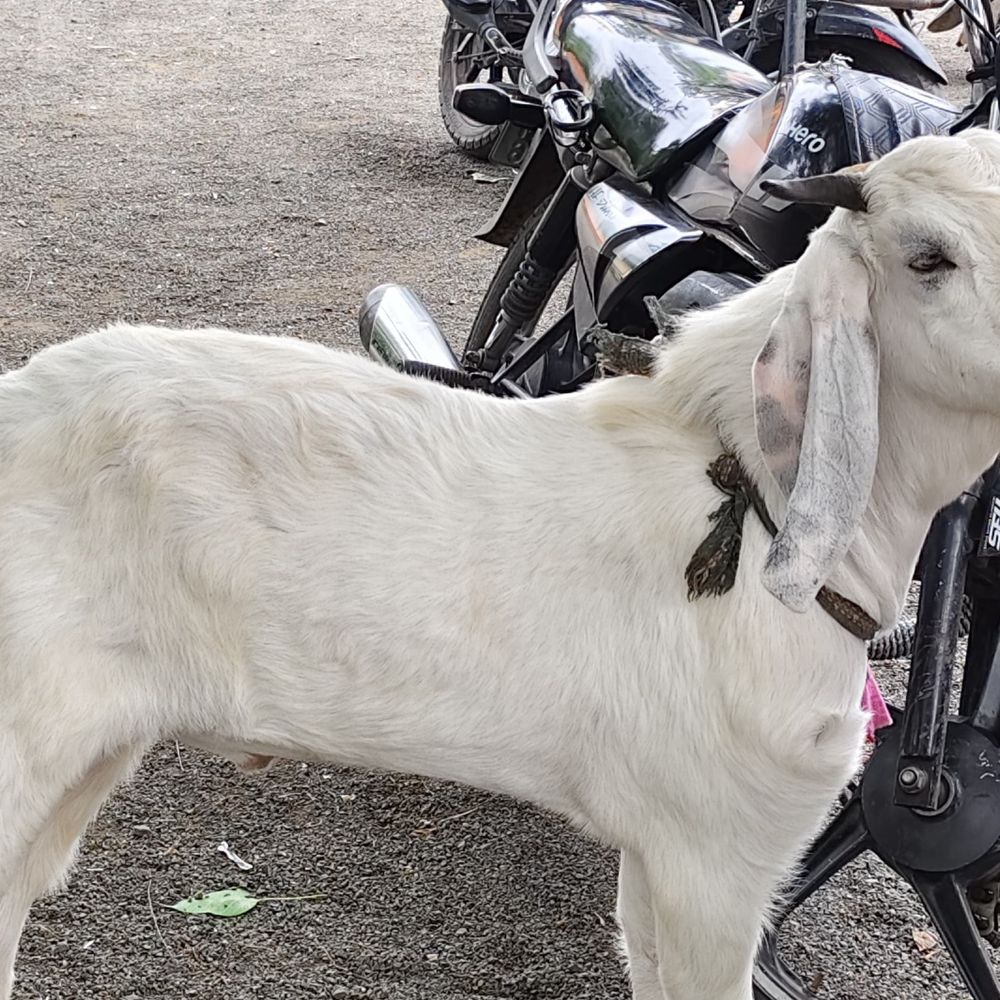 बड़वानी में घर के बाड़े से चुराया बकरा मिला:दो नाबालिग लड़के बाजार में बेचने घूम रहे थे, पुलिस ने नोटिस पर छोड़ा