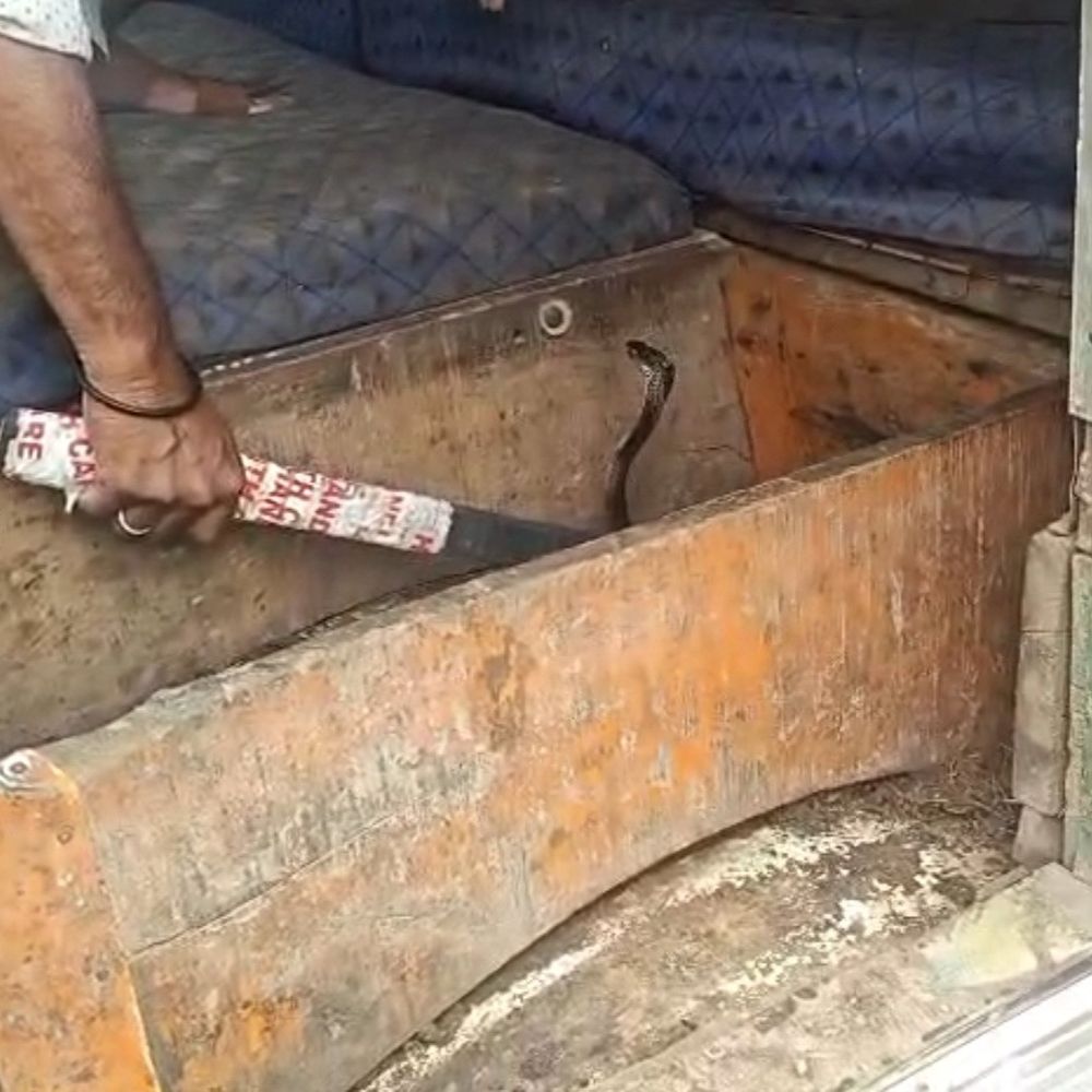 ट्रक की डिक्की में घुसी नागिन, हेल्पर बैठा था ऊपर:पाना-पेंचकस निकाली खोली डिक्की तो दिखी पूंछ, स्नेक कैचर ने रेस्क्यू कर पकड़ी