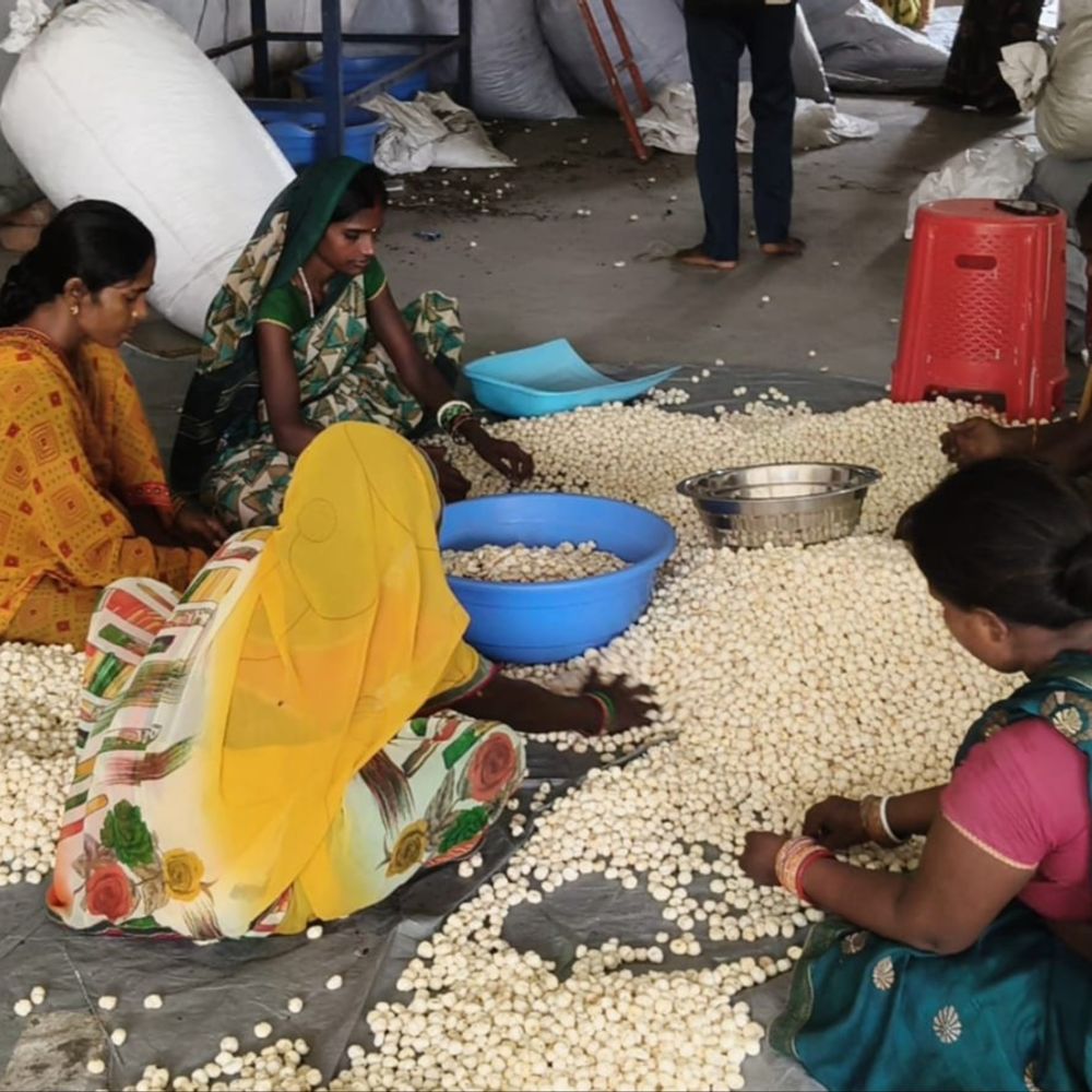 मिथिलांचल से ₹45 लाख का मखाना दुबई एक्सपोर्ट:बेनीपुर से 4 टन की पहली खेप रवाना, अंतरराष्ट्रीय बाजार में बिहार की पहचान होगी मजबूत