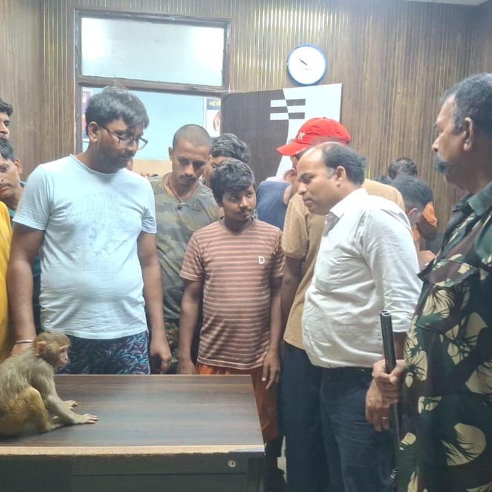 करंट से झुलसे बंदर के बच्चे ग्रामीणों ने पहुंचाया अस्पताल:11 हजार वोल्ट तार की चपेट में आया, सड़क किनारे जख्मी हालत में पड़ा था