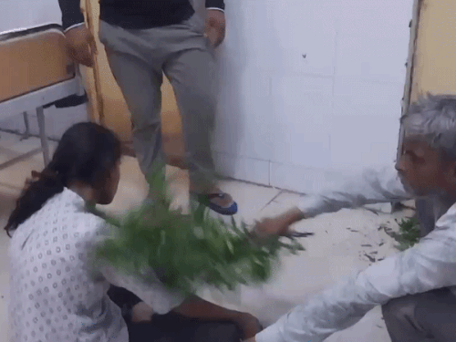 हरियाणा-सरकारी अस्पताल में सांप काटने का झाड़ा, VIDEO:SMO बोले-डॉक्टर ने किसी को नहीं बुलाया; परिजन बोले-हमें अपना मरीज बचाना था