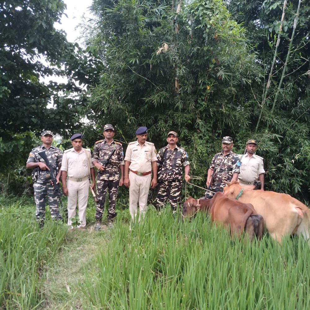 भारत-नेपाल बॉर्डर पर SSB की कार्रवाई:अररिया में 12 मवेशी बरामद, 3 लोग हिरासत में