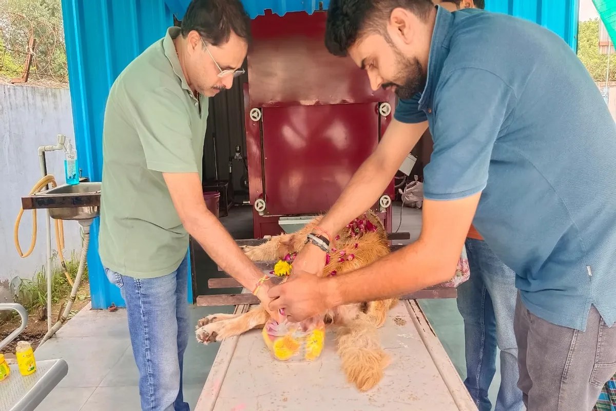 ahmedabad: सड़क के श्वान हों या ‘पेट’, इलाज से अंतिम विदाई तक मनपा की व्यवस्था