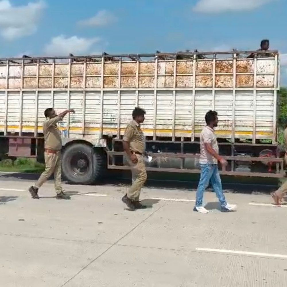 रायबरेली में 60 भैंसें बरामद, 5 आरोपी गिरफ्तार:पुलिस ने दो कंटेनरों पकड़े, अवैध रूप से काटने के लिए ले जा रहे थे