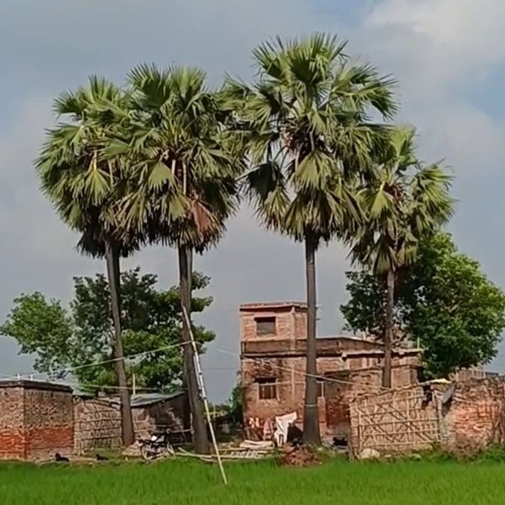 बारिश के बाद गोपालगंज में खिली धूप:अधिकतम 34°C, न्यूनतम 28°C; उमस बढ़ी