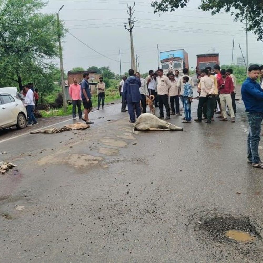 वाहन की टक्कर से चार मवेशियों की मौत:दमोह-छतरपुर मार्ग पर ग्रामीणों ने किया जाम; आवारा मवेशियों की व्यवस्था की मांग