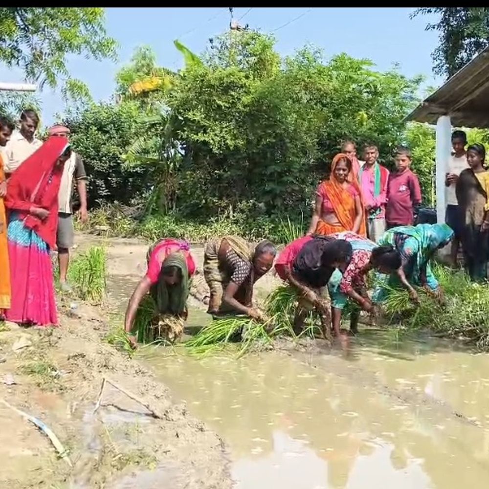 सोनभद्र में 300 मीटर सड़क पर धान रोपे:जलभराव और कीचड़ से परेशान ग्रामीणों ने अनोखा विरोध जताया