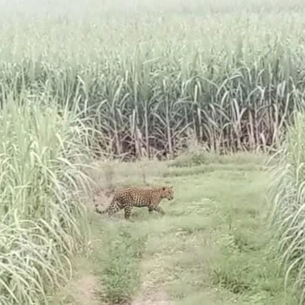 मेरठ के रहावती जंगल में फिर दिखा तेंदुआ:ग्रामीणों में दहशत, किसान खेतों से दूर; वन विभाग का सर्च ऑपरेशन जारी