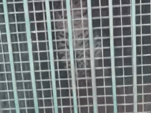 बिजनौर के जंगल में पिंजरे में कैद हुआ तेंदुआ:वन विभाग टीम ने रेस्क्यू किया, VIDEO बनाने जुटी ग्रामीणों की भीड़