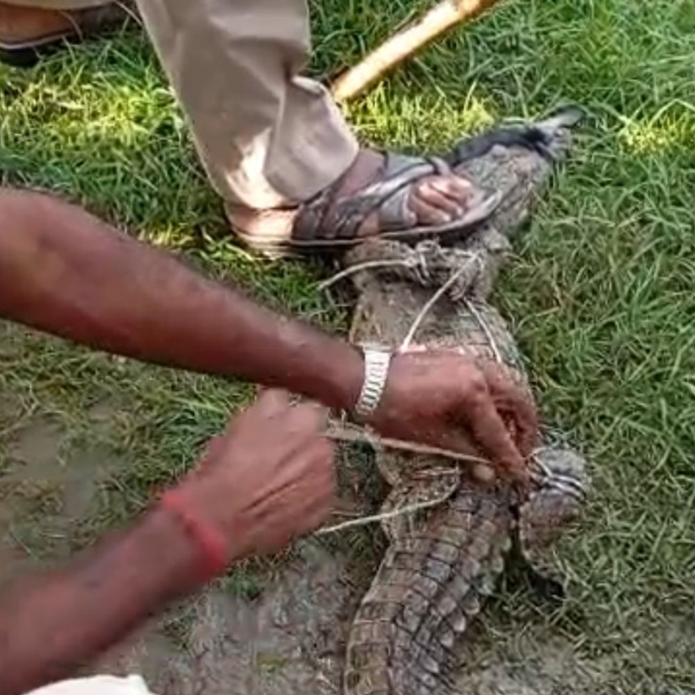 बहराइच में तालाब से मगरमच्छ का रेस्क्यू:वन विभाग ने ग्रामीणों की मदद से पकड़ा, सुरक्षित जगह छोड़ा गया