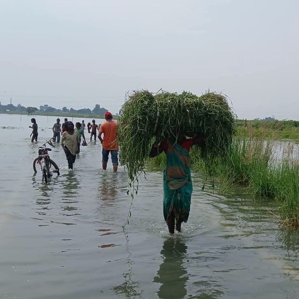 कटिहार के कुर्सेला में गंगा-कोसी का जलस्तर बढ़ा:निचले इलाकों में फैलने लगा बाढ़ का पानी; पर्यटक की सुरक्षा, कटाव से बचाव की व्यवस्था जरूरी