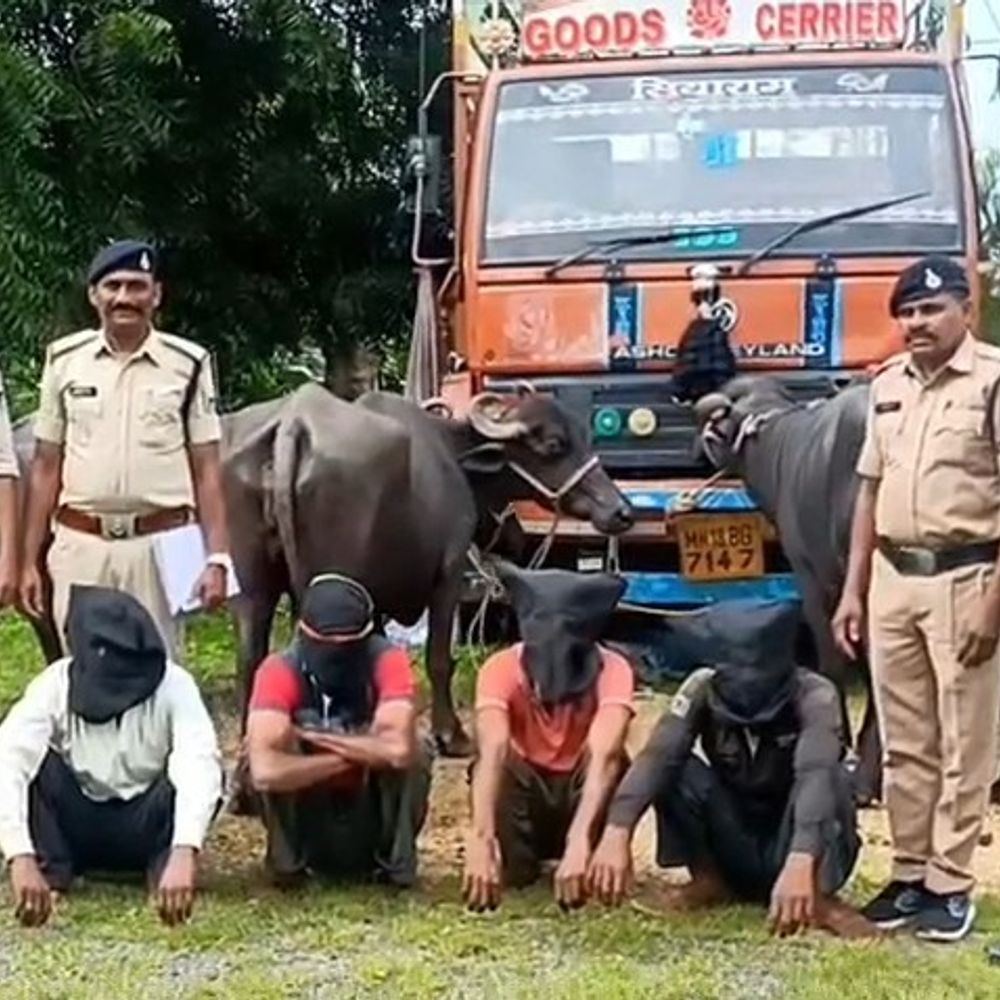आयशर की किस्त नहीं भरी तो भैंस चोरी करने लगे:खरगोन में 2 भाइयों समेत 4 गिरफ्तार, 11 लाख का वाहन भी बरामद