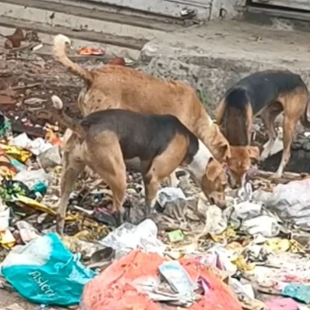 2 साल में कुत्ते के नसबंदी पर ₹26.20 लाख खर्च:सिवनी में आवारा श्वानों की समस्या बरकरार; CMO बोलीं-केवल पकड़कर छोड़ना समाधान नहीं