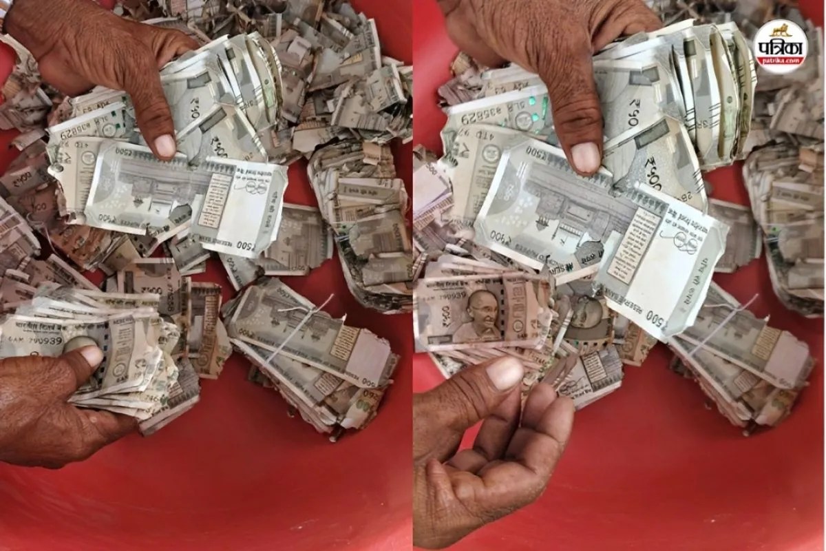Rajasthan Viral News: खेत में 5 लाख रुपए दबाकर भूल गया किसान, जुताई के दौरान मिली रकम; नोटों को चट कर गई दीमक