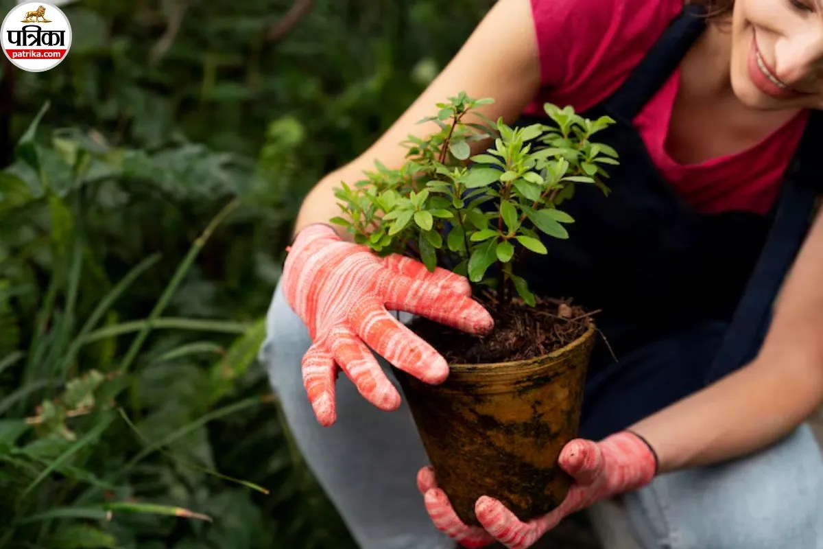 Gardening: बागवानी करने से तनाव कम करने से लेकर मूड बेहतर करने तक, सेहत से जुड़े होते हैं कई फायदे