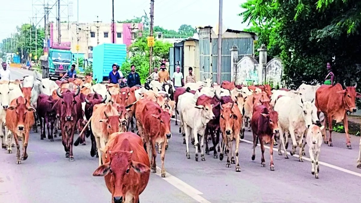 तेज रफ्तार वाहन की टक्कर से तीन गौवंश की मौत