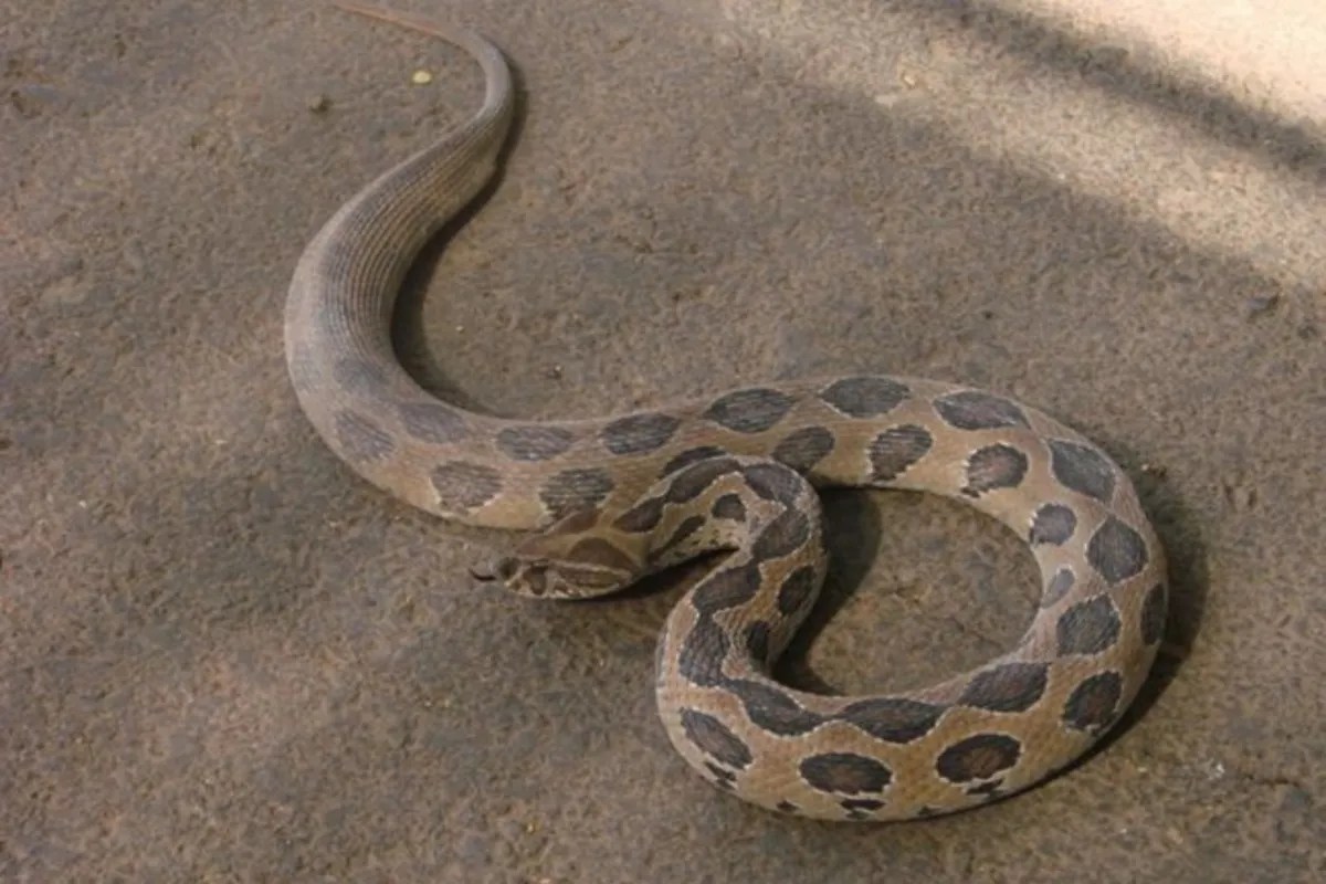 Ambikapur Snake Bite: बाड़ी में घास काट रही महिला के हाथ में सुई जैसा चुभा, चिल्लाते भागी, घरवाले पहुंचे तो था जाड़ा सांप, हुई मौत