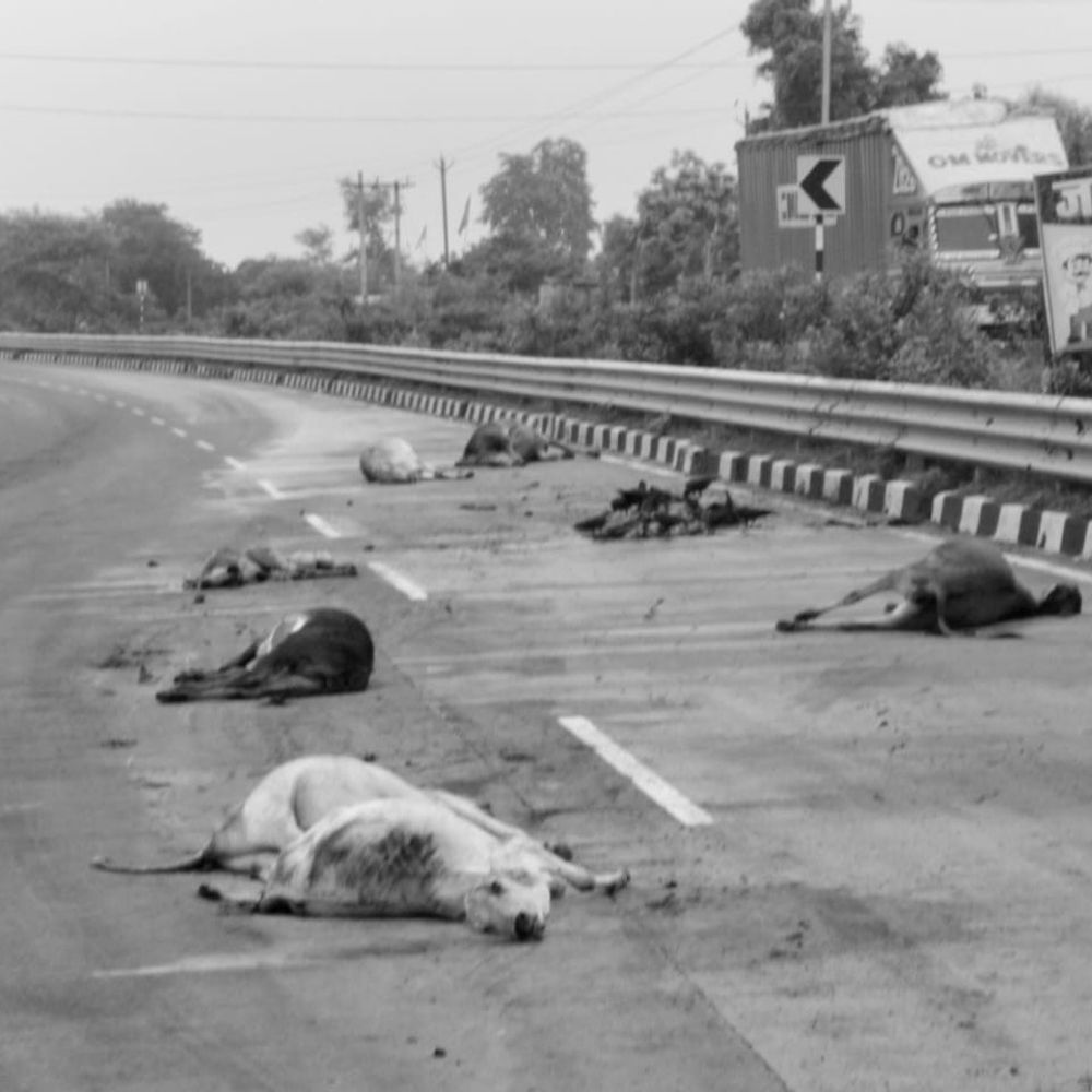 वाहन ने 13 गोवंशों को रौंदा, 10 की मौत:नरसिंहपुर NH-45 पर 3 गोवंश गंभीर; विहिप ने किया चक्काजाम, SDM ने आश्वासन दिया