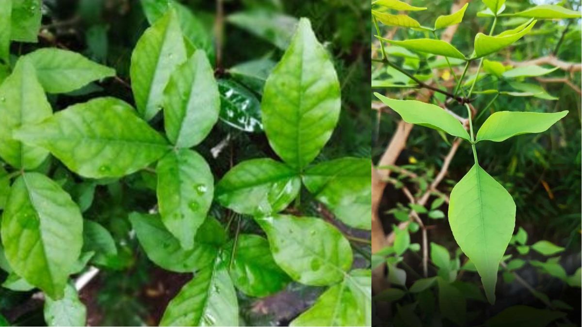 घर पर बेलपत्र का पौधा कैसे लगाएं? यहां से जान लें ये सिंपल ट्रिक
