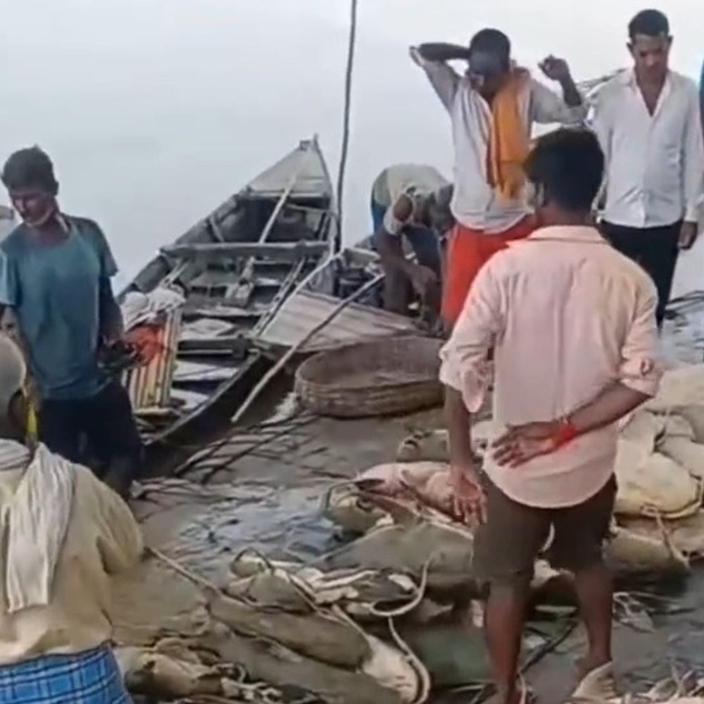 गंडक में बहकर आईं तिब्बती नस्ल की मछलियां:5 से 20KG तक वजन, गोपालगंज में मछुआरे 200 से 400 रुपये किलो बेच रहे