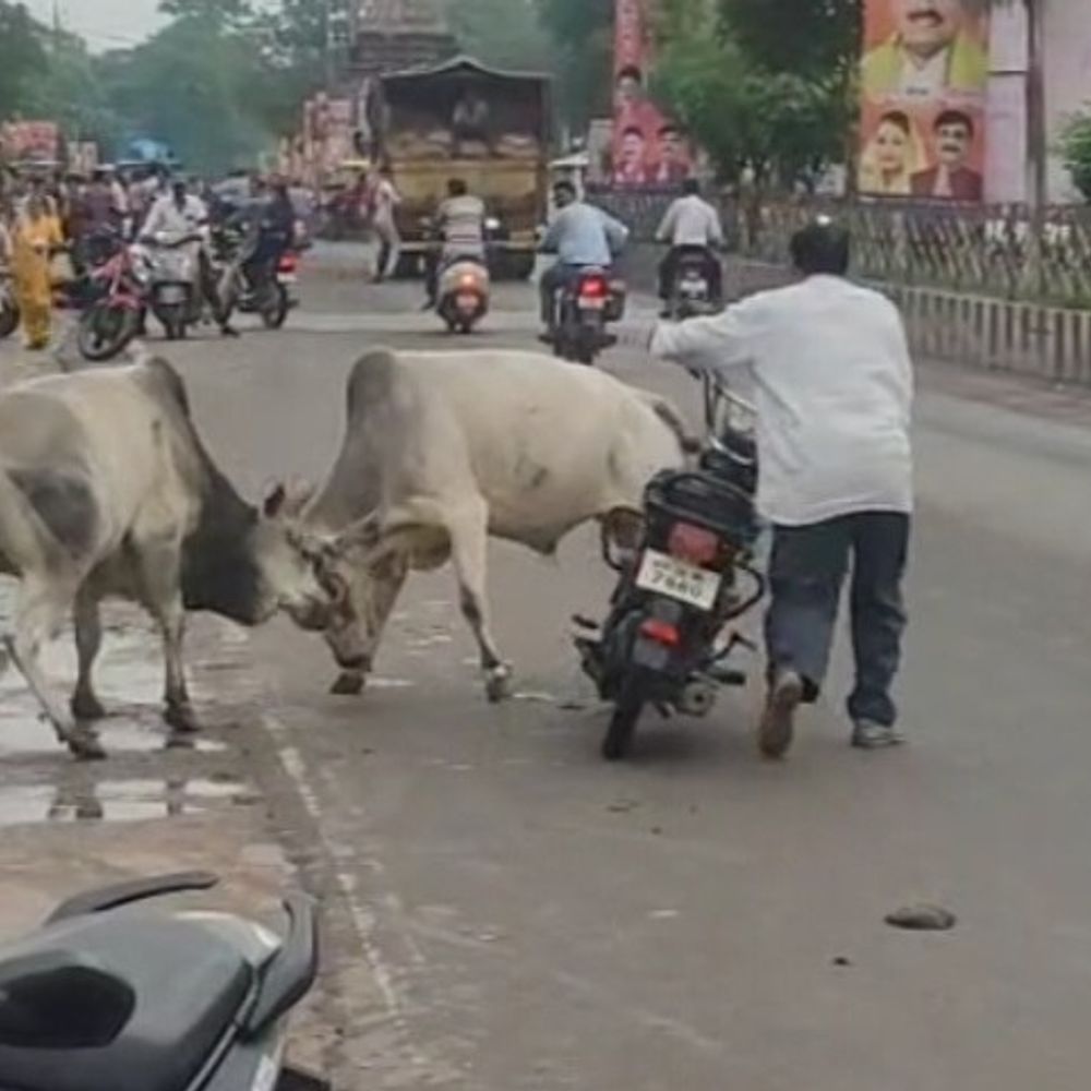 टीकमगढ़ अस्पताल चौराहे पर सांडों की भिड़ंत, राहगीर परेशान:बाइक सवार बाल-बाल बचा, नपा के अभियान पर सवाल