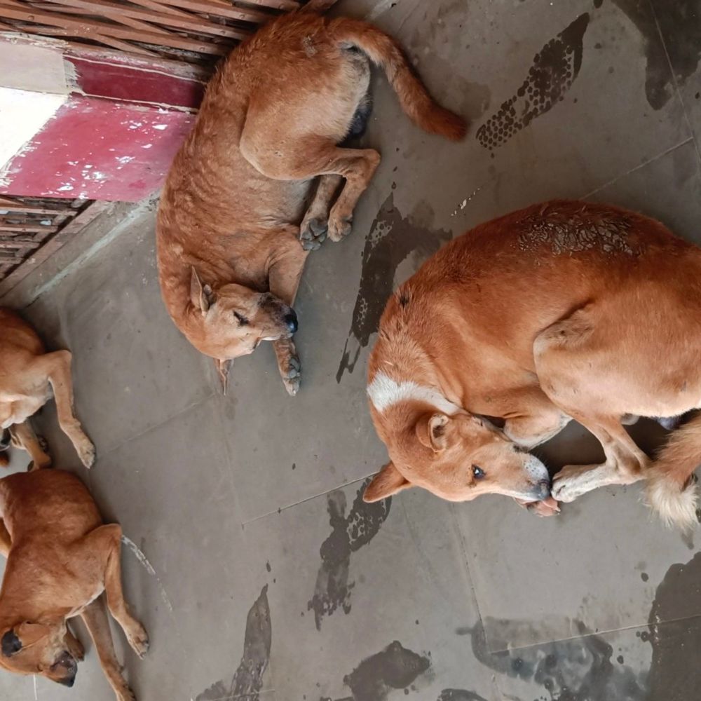 बांका में खुलेगा ABC सेंटर, स्ट्रीट डॉग की होगी नसबंदी:टीकाकरण को प्रक्रिया तेज, 2800 वर्गफीट जमीन चिन्हित
