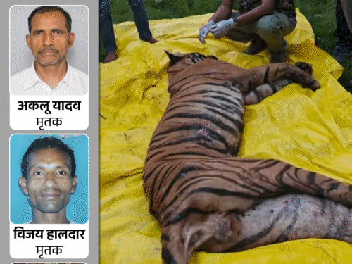 वाल्मीकि टाइगर रिजर्व में कैसे 3 लोगों को खाया बाघ:2 की गर्दन काटी, एक का पैर खाया; अधिकारी बोले- जंगल में जगह कम, बस्ती में आ रहे