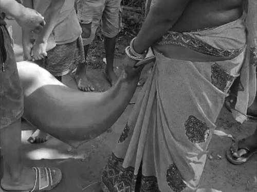 सहरसा में डॉल्फिन शिकार का मुख्य आरोपी गिरफ्तार:पुलिस और वन विभाग ने जॉइंट एक्शन में बीरेन्द्र मुखिया को पकड़ा