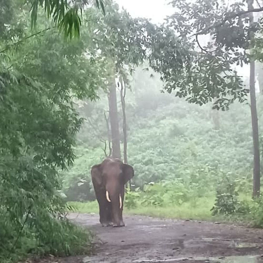 बलौदाबाजार में आबादी इलाके में घुसे 2 दंतैल हाथी:वन विभाग ने 29 गांवों में अलर्ट जारी किया, जंगल जाने से बचने की अपील