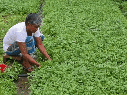 धनिया की खेती से महीने के कमा रहे ₹3 लाख:खेती में आधुनिक तकनीक से बदली तकदीर, 15 स्थानीय महिलाओं को भी मिला रोजगार