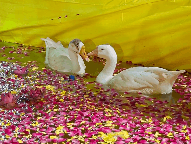 डूंगरपुर में नाव मनोरथ, भगवान की जल परिक्रमा:कामिका एकादशी पर 1051 दीपकों से हुई महाआरती, जयकारों के बीच झूमे भक्त