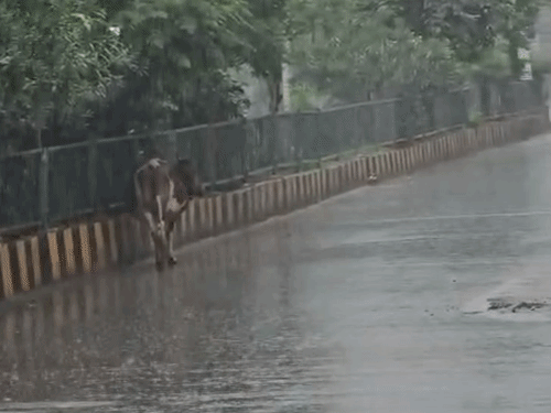 मुरैना में सुबह से तेज बारिश:बाजरा-मूंग की फसलों को राहत, 358.3 मिमी पर अटका सीजन का आंकड़ा, सामान्य से कम
