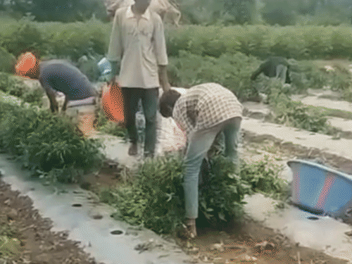 खरगोन में किसान ने 40 क्विंटल मिर्च खेत में मिलाई:भाव गिरने से परेशान; ₹25 से 12 किलो पर पहुंची मिर्च, 2 एकड़ में लगाई थी