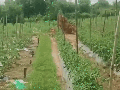 जमीन से निकला 10 फीट ऊंचा पानी का फव्वारा:डेढ़ घंटे तक बहता रहा; टमाटर की फसल खराब हुई