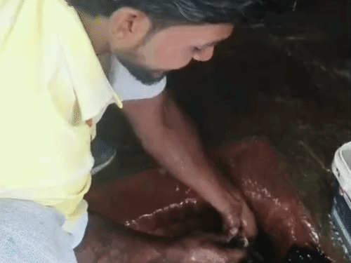टॉयलेट सीट में घुसा 7 फीट लंबा सांप, VIDEO:देवास में 4 घंटे की मशक्कत से रेस्क्यू, सर्पमित्र ने जंगल में छोड़ा