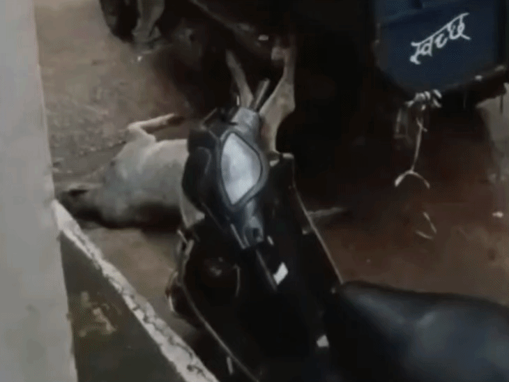 कचरा वाहन में मृत गाय ले जाने का VIDEO:छतरपुर में सड़क से खींचकर वाहन में डालता कर्मचारी; वीडियो बनाने से रोका